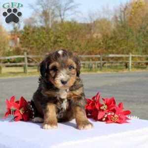 Kazumi, Mini Bernedoodle Puppy